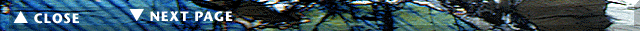 Navigation Bar
