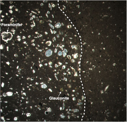 Figure F6. Photomicrograph from a thin section of a carbonate nodule,  consisting of micritic carbonate cement with clasts of diverse origin  (foraminifers, glauconite, quartz, and opaques). Dashed line = boundary  between the